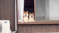 「可愛いけど若干恐怖」隣家に出掛けた飼い主を監視する柴犬“兄妹”の姿にジワる…いつものことなのか状況を聞いた
