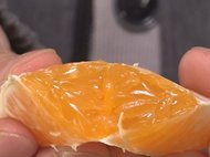 水分蒸発抑えシートの反射で育てる…甘さたっぷり『蒲郡みかん』…