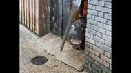 雪景色のイギリス 動物たちの反応は? SNSなどで公開