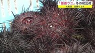 「蓄養ウニ」冬の初出荷 出来も上々<岩手・大船渡市>