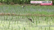 「水辺のバレリーナ」金武町に飛来
