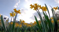 休園中の絶景 ゲレンデに咲く百万株のスイセン 「花は見られるために植えられている」