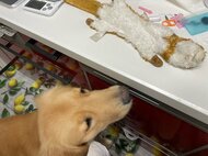 壊れてしまった「お気に入りのおもちゃ」を心配そうに見つめる犬が切ない…その後を飼い主に聞いた