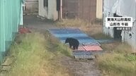 山形市の東海大山形高校の敷地内でクマ目撃　グラウンド近くを歩いたり、室内練習場のネットよじ登る　29日の外の授業は中止
