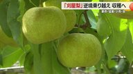 2年続けての逆境　豪雨・猛暑・雨不足にカメムシ大発生…泥に埋もれたナシ畑で酒田特産「刈屋梨」収穫へ【山形発】