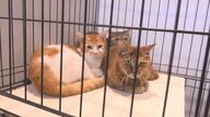 ごみ散乱、糞尿の臭い…住宅で猫の「多頭飼育崩壊」飼い主の60代男性が入院…部屋には猫が隠れるように　保健所が2～10歳の39匹を保護「譲渡会」を開催　多くの家族連れが参加