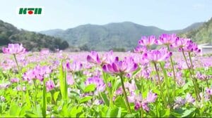 島の春風にレンゲソウの花…田んぼ一面がピンクの絨毯【長崎県五島市】