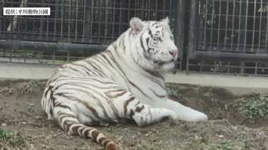 その時オリの中で何が?…ホワイトタイガーに噛まれ飼育員死亡