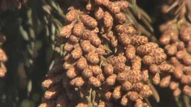 都内でスギ花粉の飛散開始 気温上昇で大量飛散の恐れも