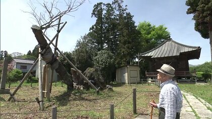 花咲かず…復活遂げた国の天然記念物「馬場桜」が再びピンチ　根元がグズグズ…病気に！？　福島・大玉村が調査開始