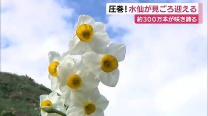圧巻！水仙が見ごろ迎える　約300万本が咲き誇り広場には甘い香り漂う