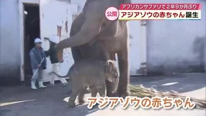 アフリカンサファリでゾウの赤ちゃん誕生　生後約1か月で142キロに成長　4月中旬ごろ一般公開も　大分