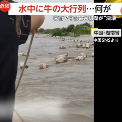 【危険】濁流を進む牛の大行列…動物たちが大移動！中国最大級の湖の堤防が200メートル以上も決壊…6000人避難も