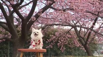 富山市でカワヅザクラが見頃　暖かい春日和で花見客も　ソメイヨシノの富山県内の開花は今月31日予想