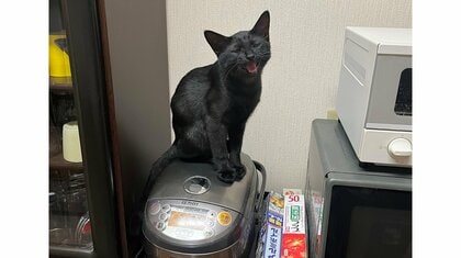 飼い主に反撃？“食べ過ぎ”診断で食事制限中の猫が炊飯器の上に…どれくらい食いしん坊なのか聞いた