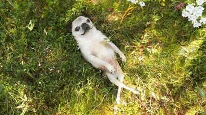 「足のクロス具合wwww」草の上で空を見つめるパグがまるで絵画のよう…何をしていたのか当時の状況を聞いた