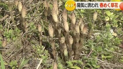 彼岸入りの県内は3月中旬から4月下旬並みの陽気　最高気温は大野で14.6度、福井で13.9度　春の草花が田の畔彩る