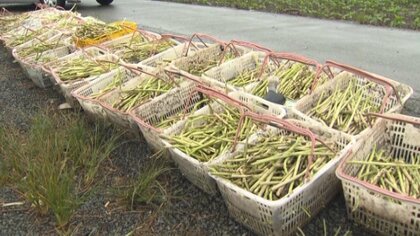 アスパラ農家「物がなくて出荷できない」　豪雨で4年連続の浸水…被害に負けず農業継続を摸索【佐賀発】