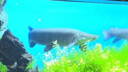 8年前の捕獲後ドコへ…名古屋城の外堀にいた『アリゲーターガー』を探せ “水族館説”囁かれるなか意外な展開