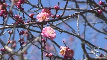津山市の旧家の屋敷や風情ある景色に紅梅と白梅が“春の彩り”　前年より２０日ほど早く咲き始める【岡山】