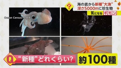 約100種類が新種の可能性　海の底で“発見ラッシュ”　深さ約5000mに珍生物　ニュージーランド