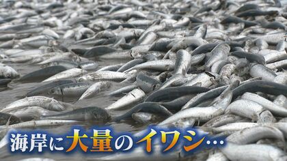 イルカが原因？海岸に大量の“イワシ” 「持ち帰らないで」処分には多額の費用も…【新潟発】