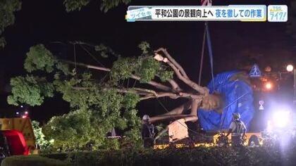 平和公園の景観向上へ　樹齢70年の大クスノキを移植　夜を徹しての作業に密着