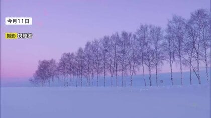 大人気「シラカバ並木」が消えた！『セブンスターの木』隣接の観光スポット“オーバーツーリズム＆日陰”問題が背景に…地元から惜しむ声も＿北海道美瑛町