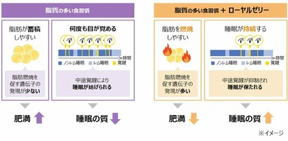ローヤルゼリーが、高脂肪食による肥満および睡眠の質低下を改善