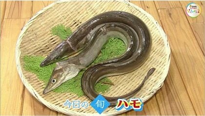 【瀬戸内旬紀行】９月に入っても続く猛暑…秋にかけても楽しめる瀬戸内の食材「ハモ」の味わい方【岡山・香川発】