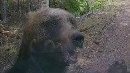 【クマから身を守るためには？】クマによる事故が多発…「音を出す・対策グッズの所持・クマの行動の確認」が大切