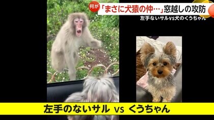 【犬猿の仲】左手のないサルVS犬のくうちゃん　窓越しの攻防が第2ラウンド突入…威嚇合戦の勝敗はいかに？飼い犬の健闘に「負けていなかった」