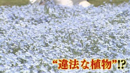 なぜ？ネモフィラ満開の花畑に“違法”植物がニョキニョキ  保健所と協議  抜きとって焼却処分に 【福岡発】