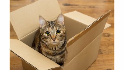 「家の周囲を徹底的に探して」ネコが地震に驚き脱走…獣医師が教える探し方のポイント