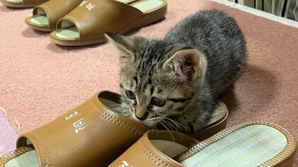 温泉旅館の“猫スタッフ”あんずちゃん　小さな体で客のスリッパ温める…かわいらしい「おもてなし」でバズる