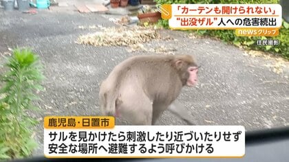 サルに飛びかかられた住民ケガ 市内で目撃情報相次ぐ ネコが襲われる