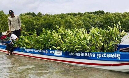 約 000本のマングローブを約半年間でカンボジアへ寄付 シチズン時計株式会社との連携事業 Eco Tree Action の中間報告 Npo法人nice