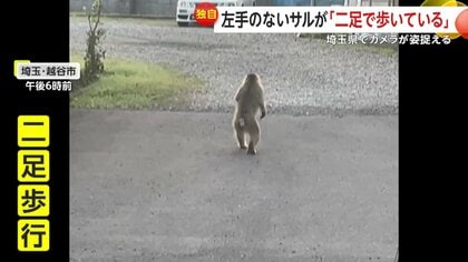 衝撃】「ついてくる」左手のないサルが“二足歩行”で横断歩道渡る…埼玉