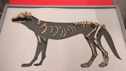 卑弥呼の愛犬？「纏向犬」邪馬台国の“有力候補地”で発見された犬の骨