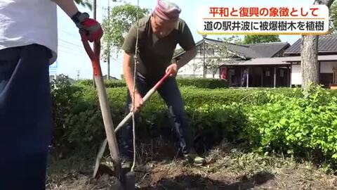 被爆した柿の木の苗木、南砺市・道の駅井波に植樹　「平和の使者」次世代へ