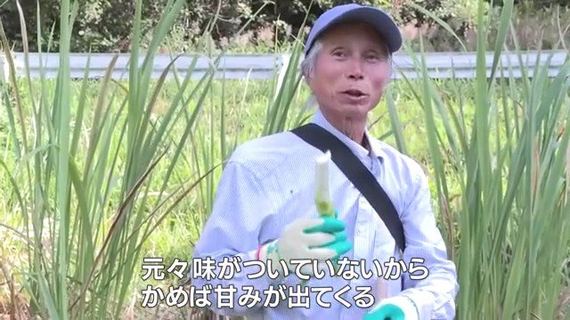 マコモダケを栽培している 佐々木利則さん