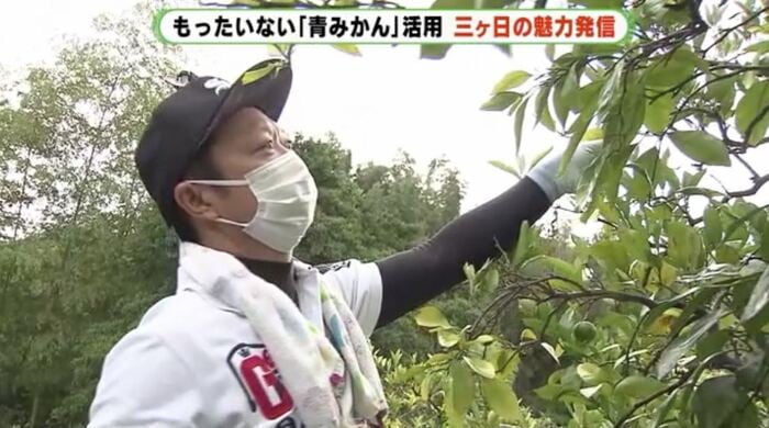 静岡県浜松市三ヶ日町のミカン畑