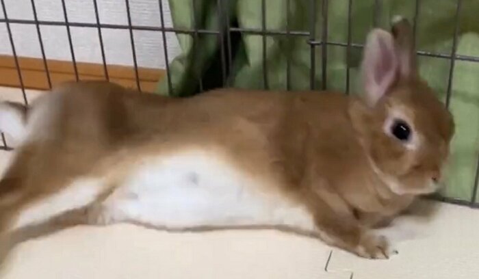 撃たれたかのように倒れるむぎちゃん