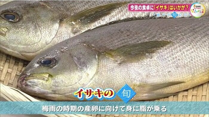 イサキの「旬」