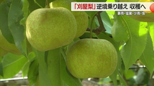 鳥海山のふもとの恵まれた環境で育まれた山形・酒田市特産の刈屋梨