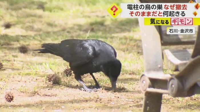 カラスが地面を突いている