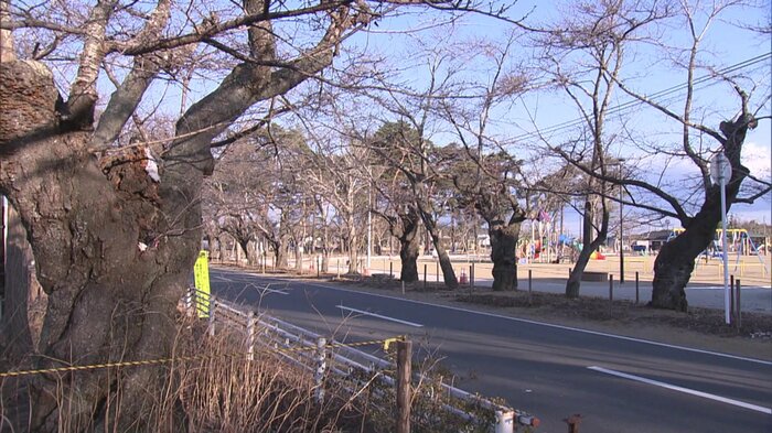 桜の名所としても有名な富岡町夜ノ森地区・新夜ノ森地区