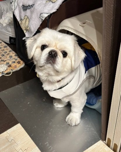 普段のお気に入りの“寝床”とペコくん