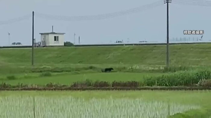 田んぼ近くを歩くクマ。土手の上には、止まっている車や走って行く車がいくつも見える(視聴者撮影 山形・酒田市 7日)