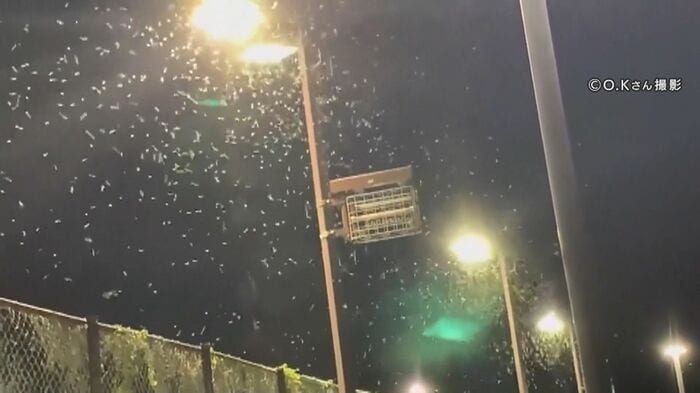 3年前も大量発生